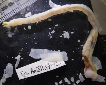 Media type: image; Malacology 396628